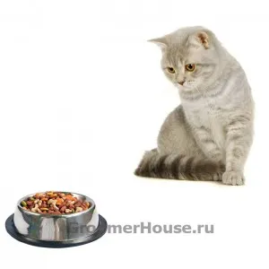 Mi az élelmiszer macskák jobb, hogyan kell választani a biztonságos és jövedelmező, grumerhaus