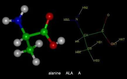 Cum să susțină corpul prin încărcarea unei alanină aminoacid neesential - Leveton, Leveton forte -