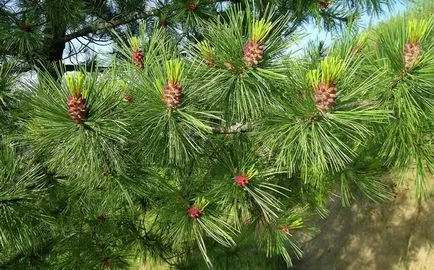 Cum de a planta dreptul de cedru în zona de grădină - reproducerea în piulița de origine