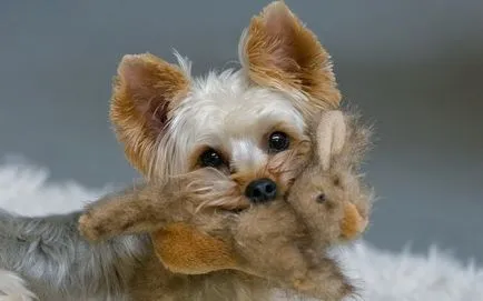 Care este natura mici iubitori de câini Yorkshire Terrier Club