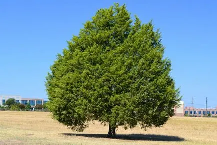 Cum de a planta dreptul de cedru în zona de grădină - reproducerea în piulița de origine