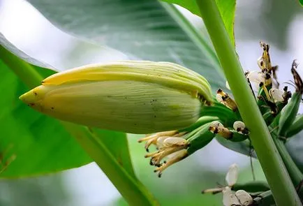 Cum să planteze o banana la regulile de bază acasă