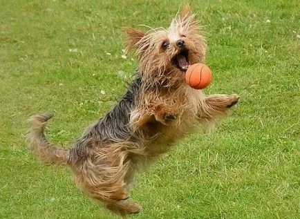 Care este natura mici iubitori de câini Yorkshire Terrier Club