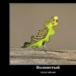 Що таке довіра