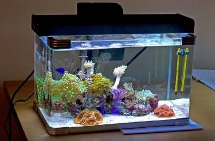 Mit kell vásárolni egy sósvízi akvárium - egy otthoni akváriumban