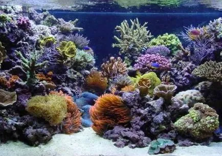 Mit kell vásárolni egy sósvízi akvárium - egy otthoni akváriumban