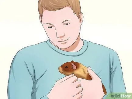 Cum să luați un cobai în brațe