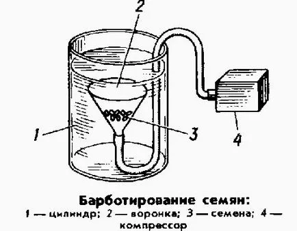 Как да се подготвите семена за засаждане на разсад