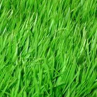 Ce să planteze iarbă să cosească, nu la toate ... - știri grădinărit asociere kalezeya