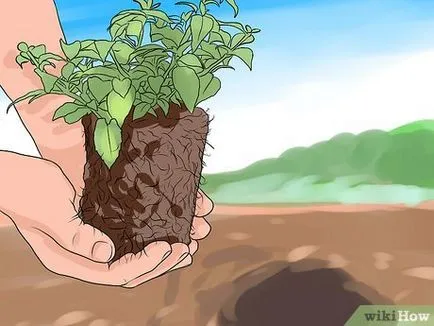 Как да расте едно обичка