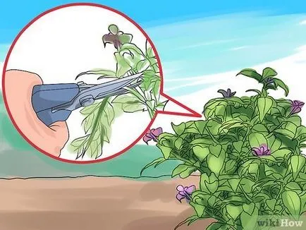 Cum să crească un fucsia