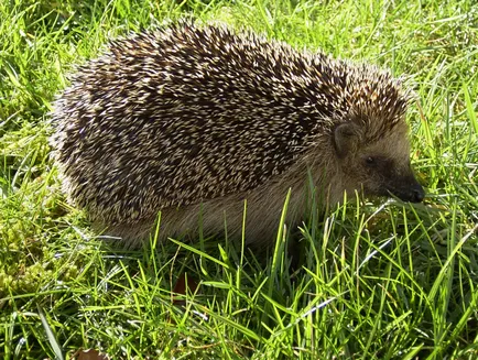 Úgy néz ki, mint egy borz - Badger ellátások - állatok - egyéb