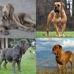 Carolina Dog Breed Leírás, képességgel, gondoskodó, fotók, minden a kutyák
