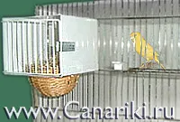 Канарските - канарчета сграда гнездо