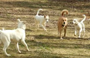 Carolina Dog Breed Descriere, caracter, grijulii, fotografii, totul despre câini