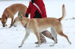 Carolina Dog Breed Descriere, caracter, grijulii, fotografii, totul despre câini