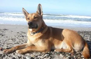 Carolina Dog Breed Leírás, képességgel, gondoskodó, fotók, minden a kutyák