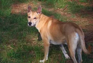 Carolina Dog Breed Leírás, képességgel, gondoskodó, fotók, minden a kutyák