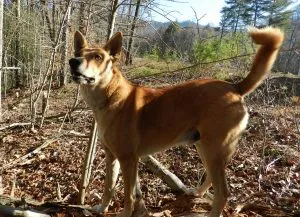 Carolina Dog Breed Descriere, caracter, grijulii, fotografii, totul despre câini