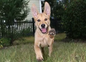 Carolina Dog Breed Leírás, képességgel, gondoskodó, fotók, minden a kutyák