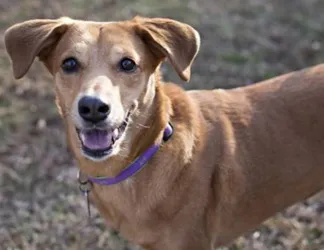 Carolina Dog Breed Leírás, képességgel, gondoskodó, fotók, minden a kutyák