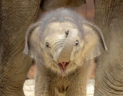 Снимки за деца слон снимки