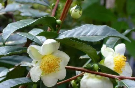 Camellia Chineză - de îngrijire la domiciliu, o fotografie a unei flori