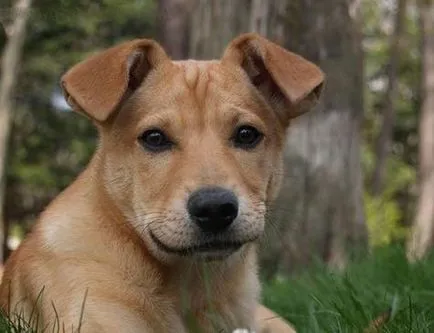 Carolina Dog, kutyafajta, állatok, fajta