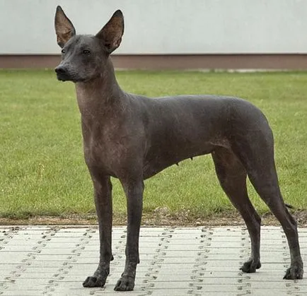 Carolina Dog, fajtához leírás, kutyák karakter és képek