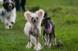 Chineză Crested câine rasa descriere, pret si poze
