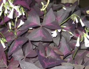 Oxalis ápolási otthon (oksalis), transzplantáció, reprodukció, betegség