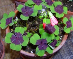 Oxalis de îngrijire la domiciliu (oksalis), transplant, reproducere, boala