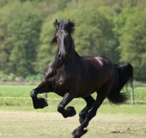 Miért álom egy fekete ló, mit jelent, hogy az álom holló - elemzik együtt