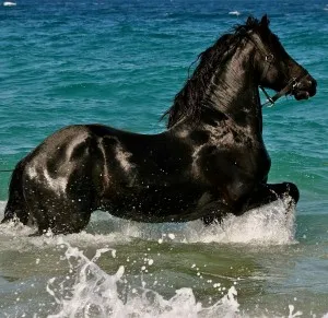 Miért álom egy fekete ló, mit jelent, hogy az álom holló - elemzik együtt