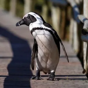De ce visul unui pinguin și el promite în viața reală - un vis dificil interpretare