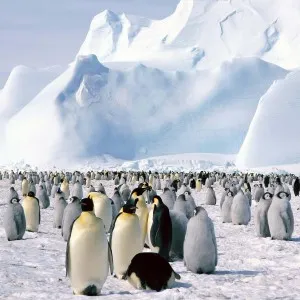 De ce visul unui pinguin și el promite în viața reală - un vis dificil interpretare