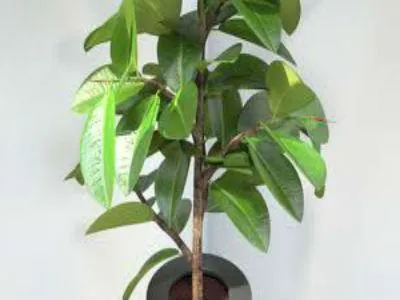 Ficus elastica - jelképe a hazai jólétét és boldogságát