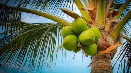 Cocos brichete substrat de a utiliza, reale