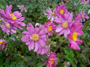 Flori de plantare anemony- și de îngrijire, fotografie, cultivarea de anemone