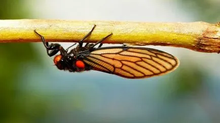 Цикада (снимка) умело пее насекоми