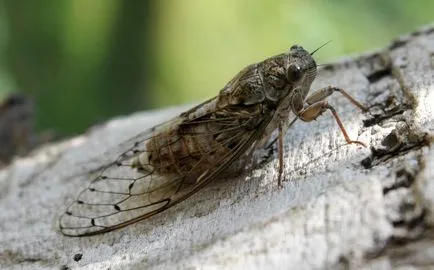 Cicada - cântând insecte