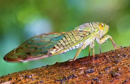 Cicada (foto) pricepere cântând insecte