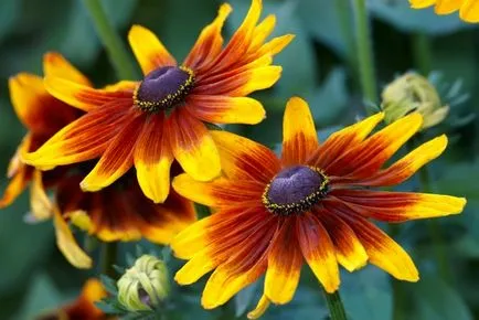 Rudbeckia цветя (49 снимки) дългосрочно, лъскава, разчленени, космат, озеленяване, грижи,