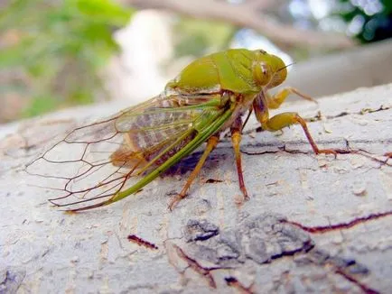 Cicada (foto) pricepere cântând insecte