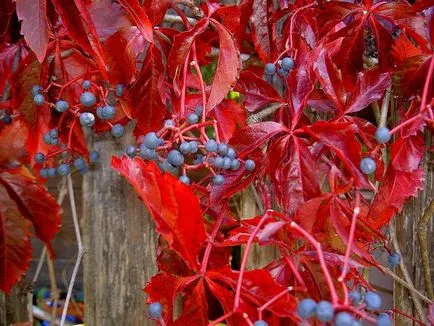 Цъфтеж и декоративни листопадни храсти за есен - Urts носят