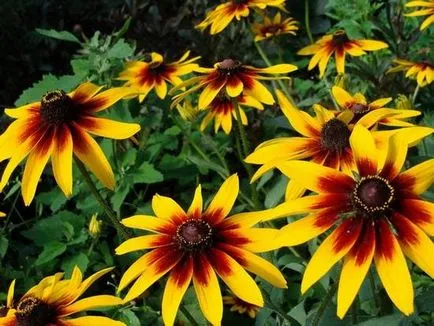 Virág Rudbeckia (49 fotó) hosszú távú, fényes, kivágjuk, szőrös, ültetés, gondozás,