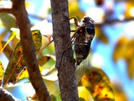 Цикада (снимка) умело пее насекоми