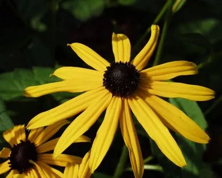 Rudbeckia цветя (49 снимки) дългосрочно, лъскава, разчленени, космат, озеленяване, грижи,