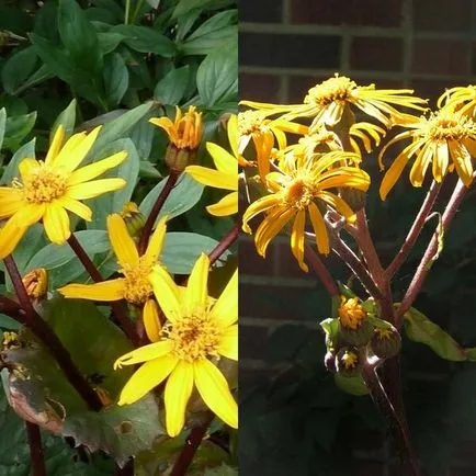 Ligularia dentata virágok fotó, ültetés és gondozás, fajták