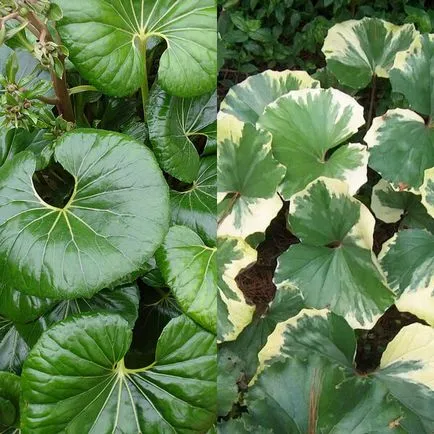 Ligularia flori dentata fotografie, de plantare și îngrijire, soiurile